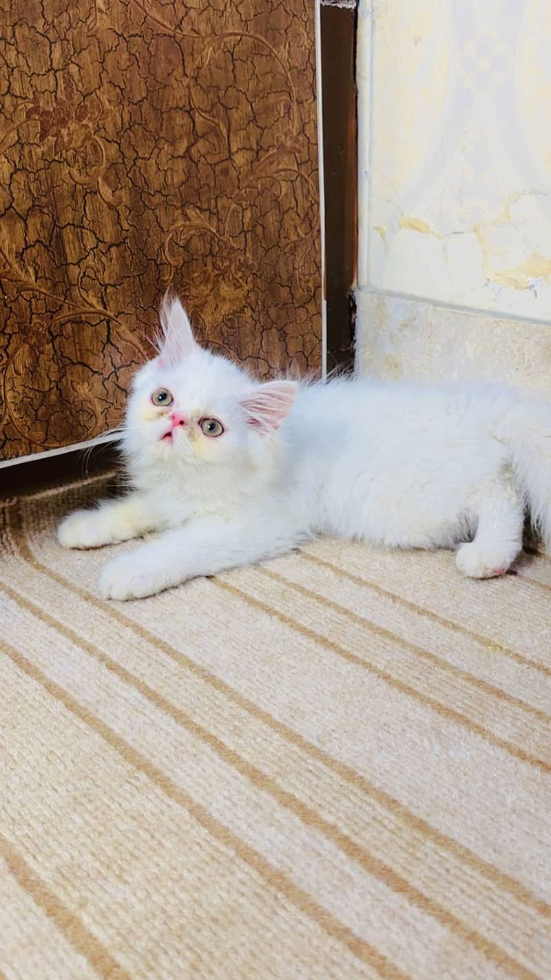 Kitten cat 1