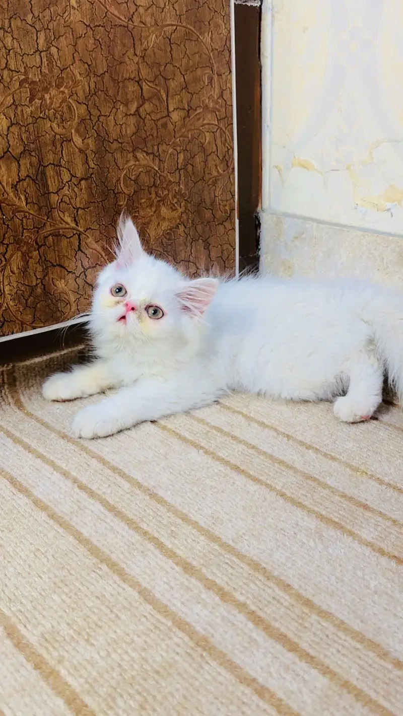 Kitten cat — photo 2