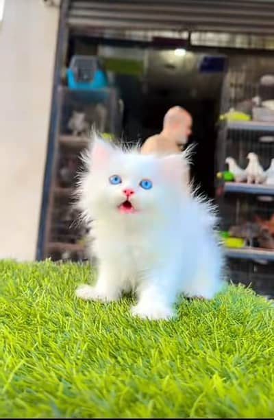 Persian kitten triple cot. for. . sale my WhatsApp03464290927