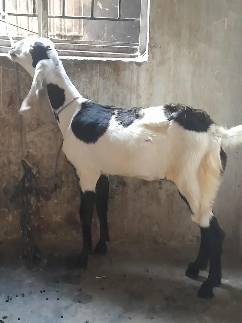 fisalabadi paht for sell