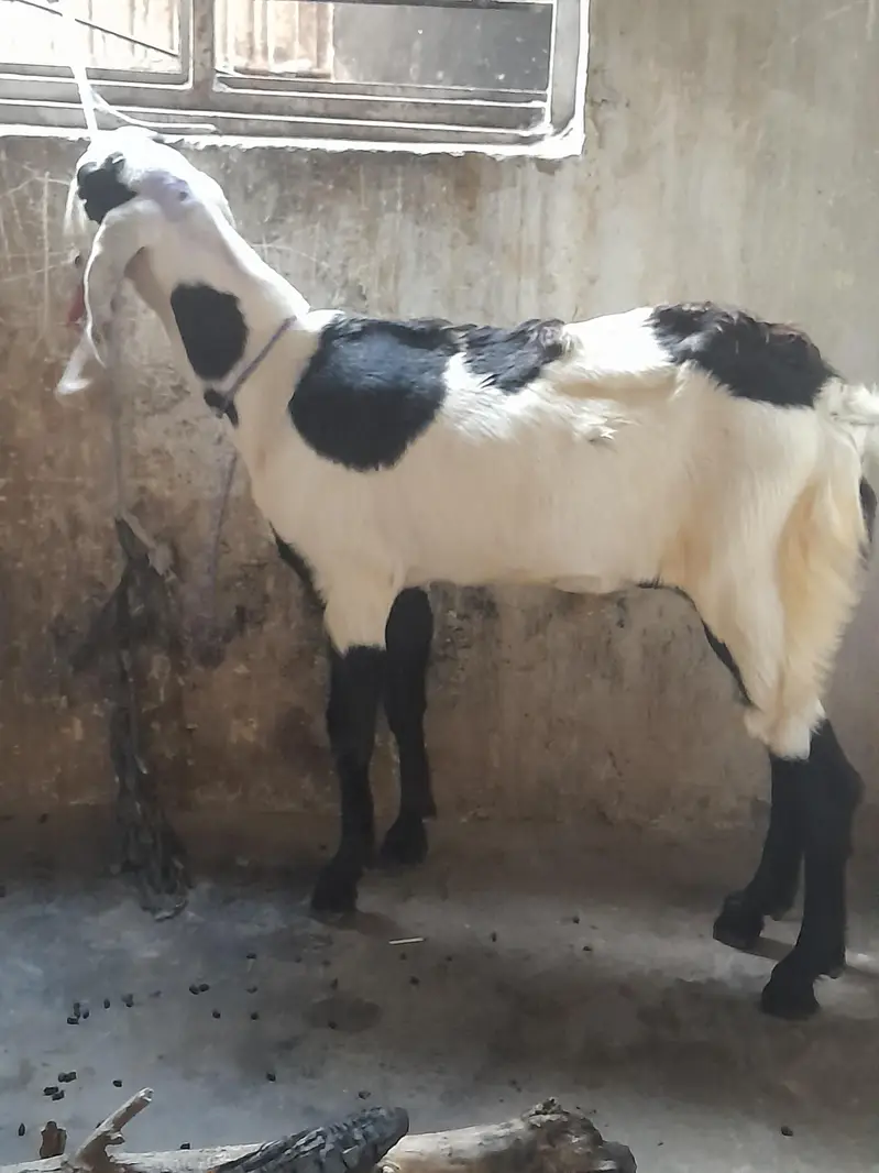 fisalabadi paht for sell — photo 2