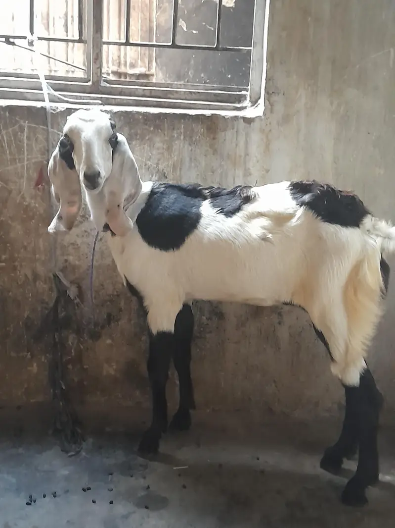 fisalabadi paht for sell — photo 3