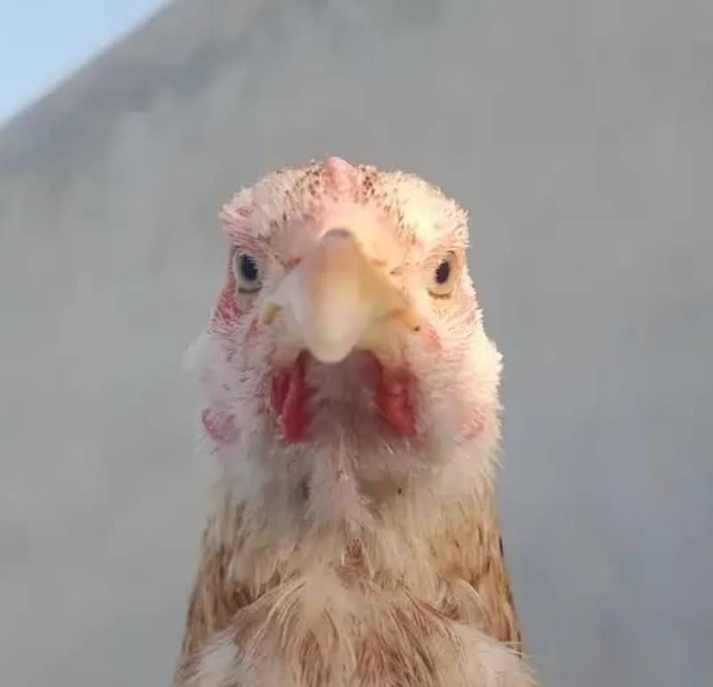 خوبصورت اسیل مرغی 1