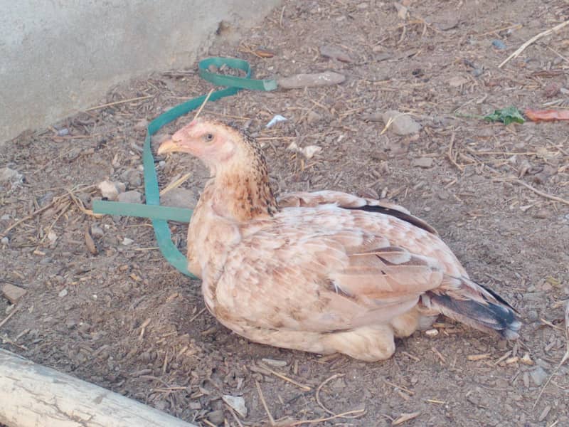 خوبصورت اسیل مرغی 2