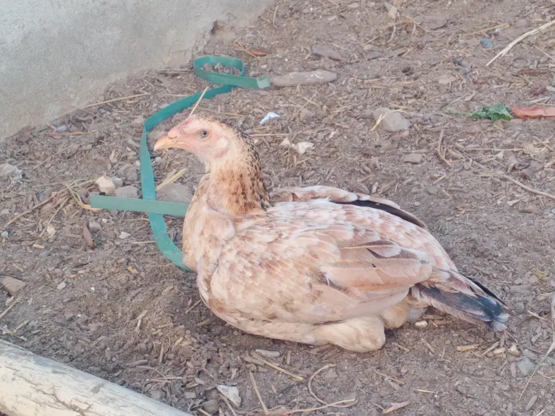 خوبصورت اسیل مرغی — photo 3
