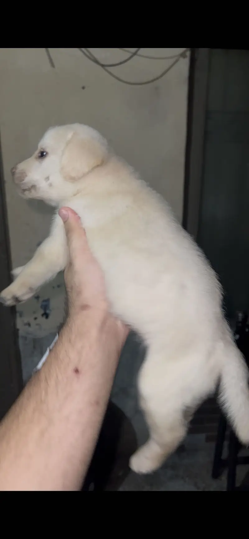 Labrador male puppy available — photo 3