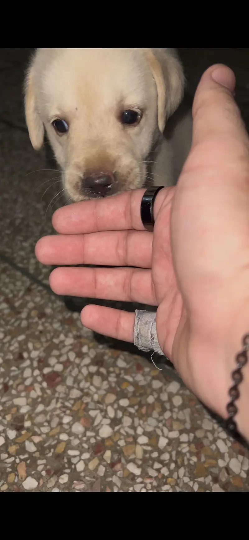 Labrador male puppy available — photo 4