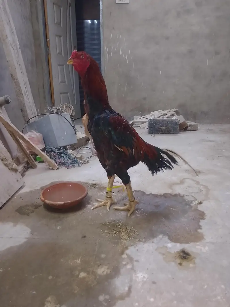 pure aseel mian wali — photo 5