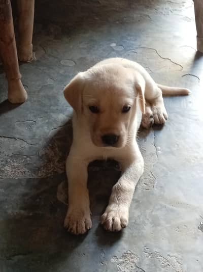 labra dog