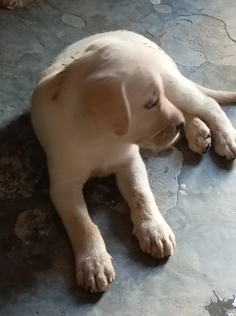 labra dog — photo 2
