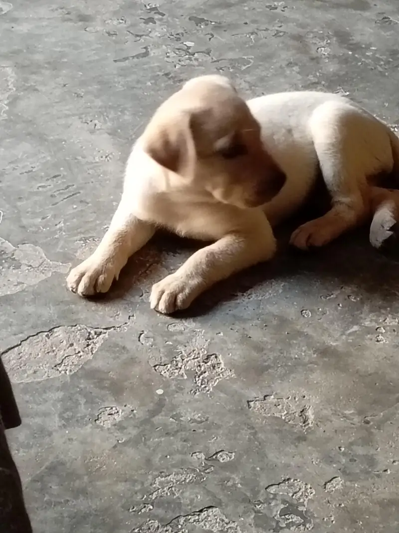 labra dog — photo 3