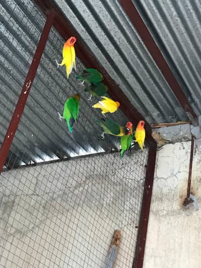 Love Birds breeding Pairs