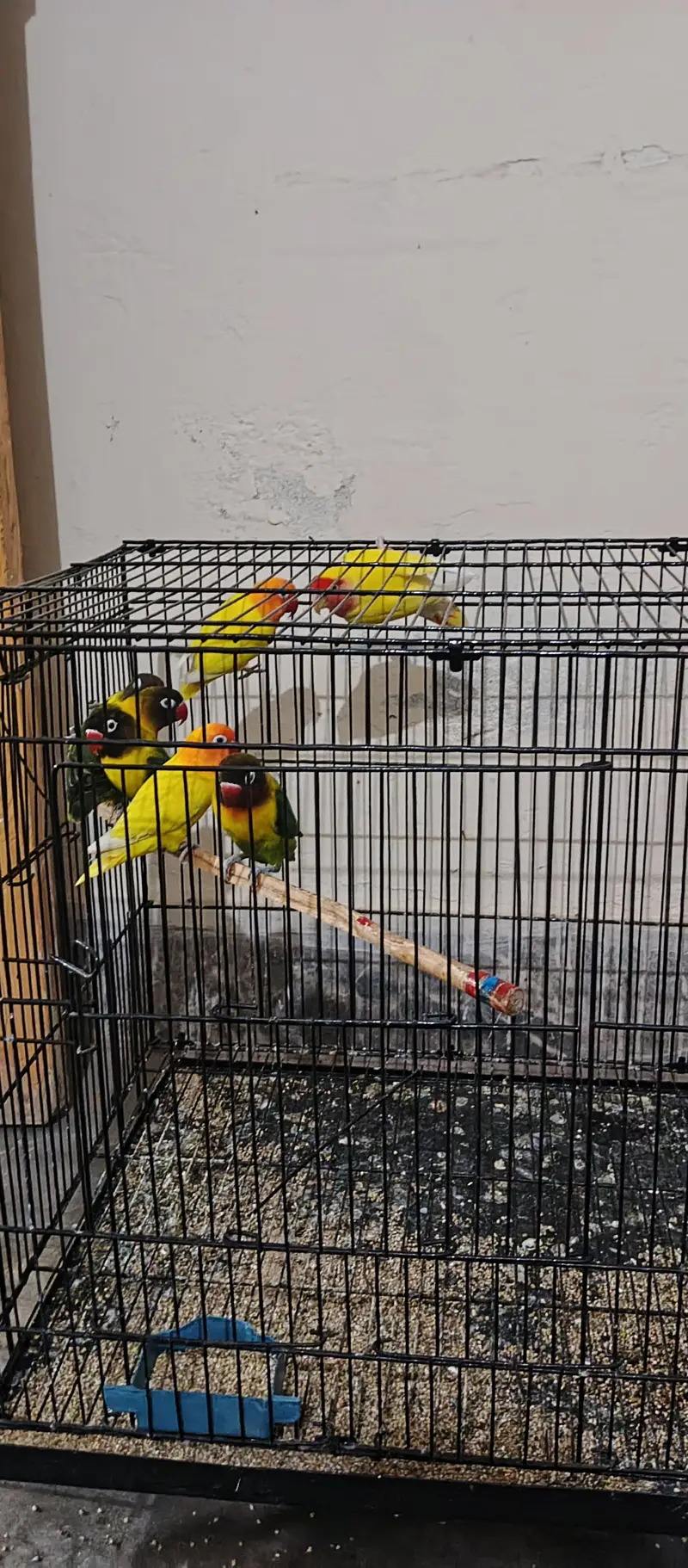 Love Birds breeding Pairs — photo 3