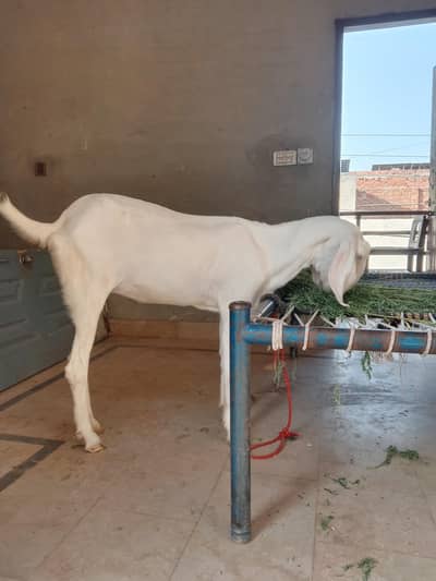 Rajanpuri 3 month ki Gabban Bakri