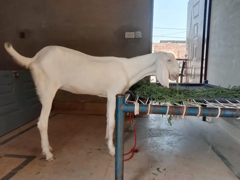 Rajanpuri 3 month ki Gabban Bakri — photo 2