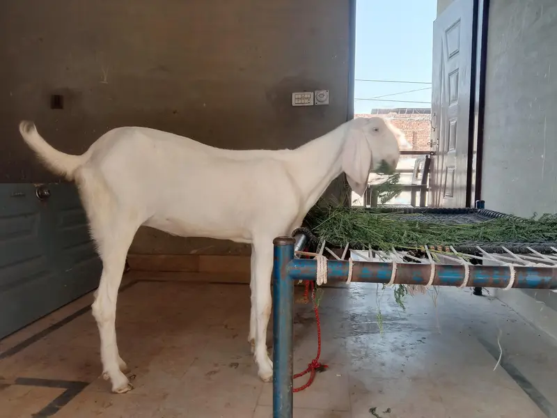Rajanpuri 3 month ki Gabban Bakri — photo 3