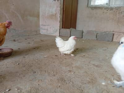 fancy hens