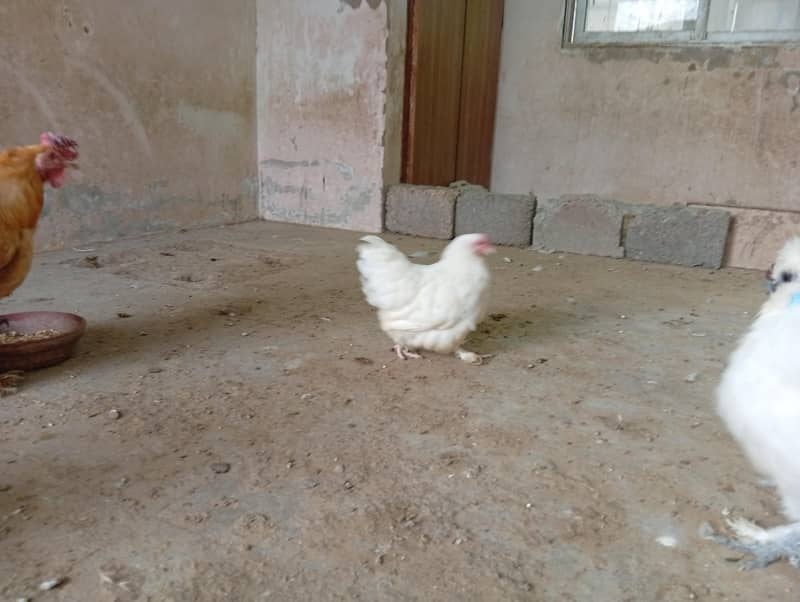 fancy hens 0