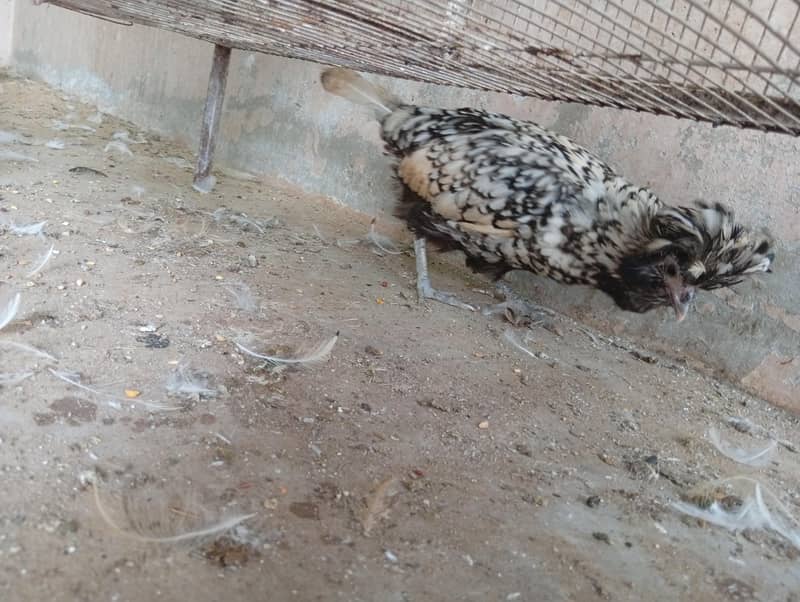 fancy hens 2