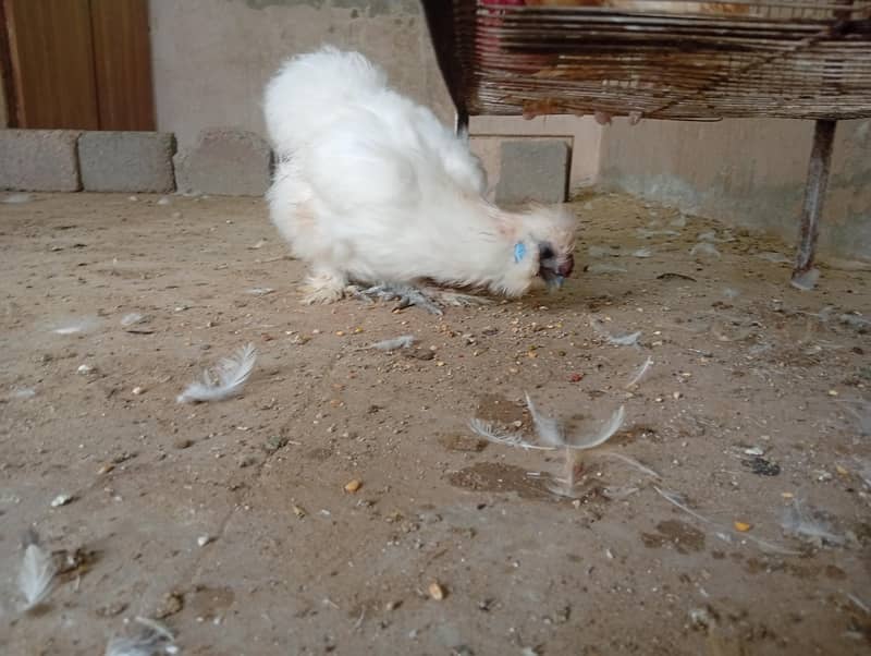 fancy hens 3