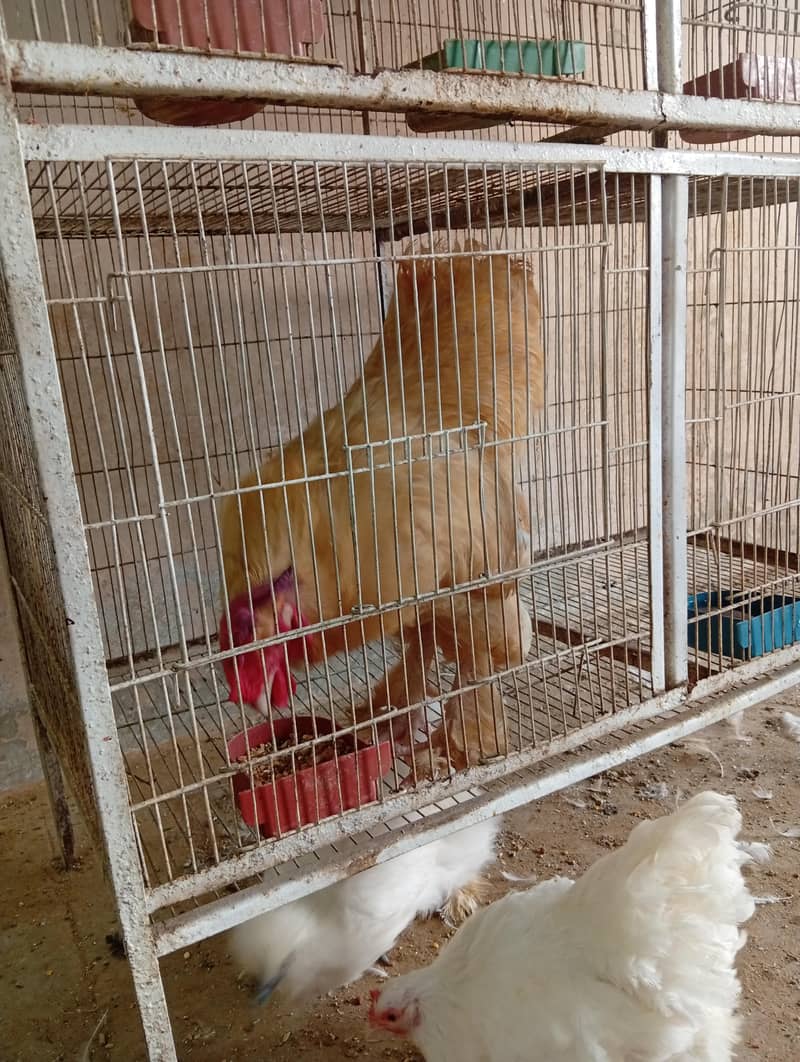fancy hens 4