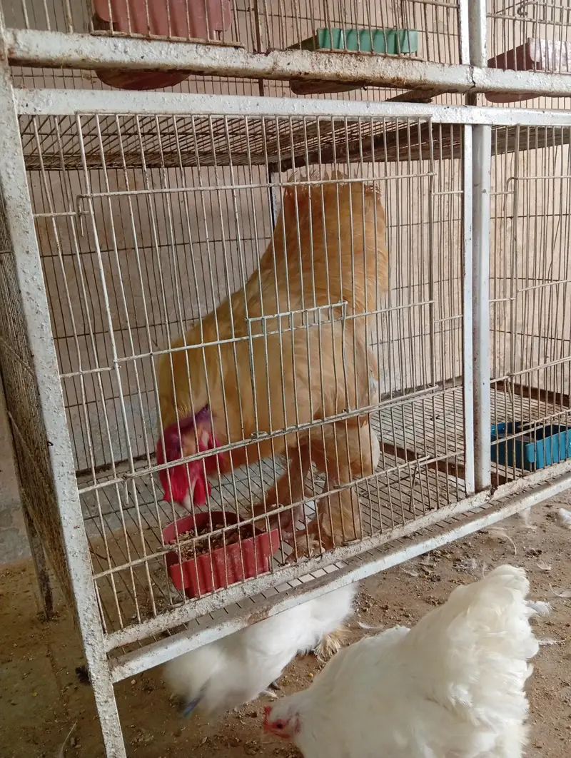 fancy hens — photo 5