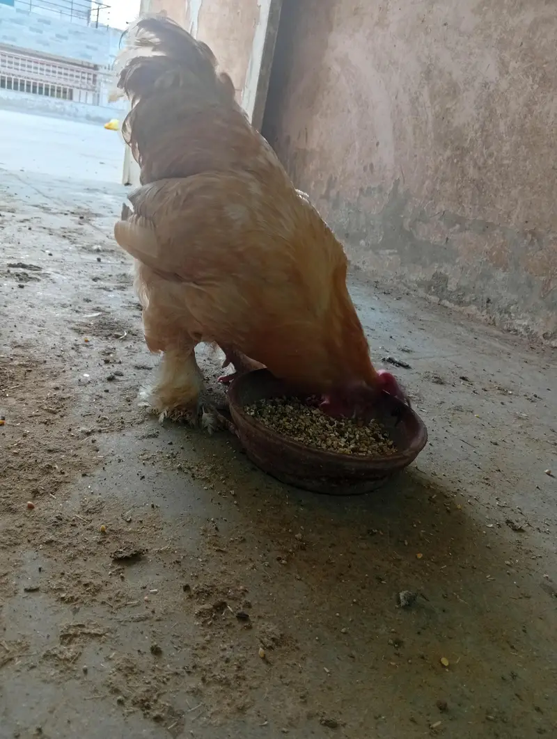 fancy hens — photo 7
