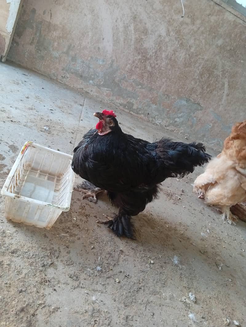 fancy hens 7