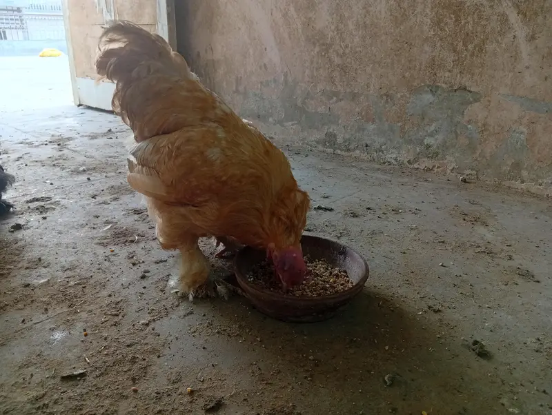 fancy hens — photo 9