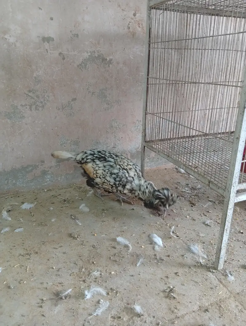 fancy hens — photo 10
