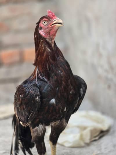 Aseel Breeder