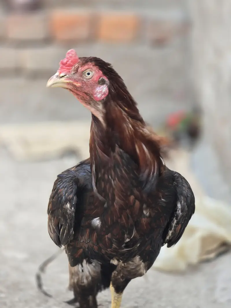 Aseel Breeder — photo 2