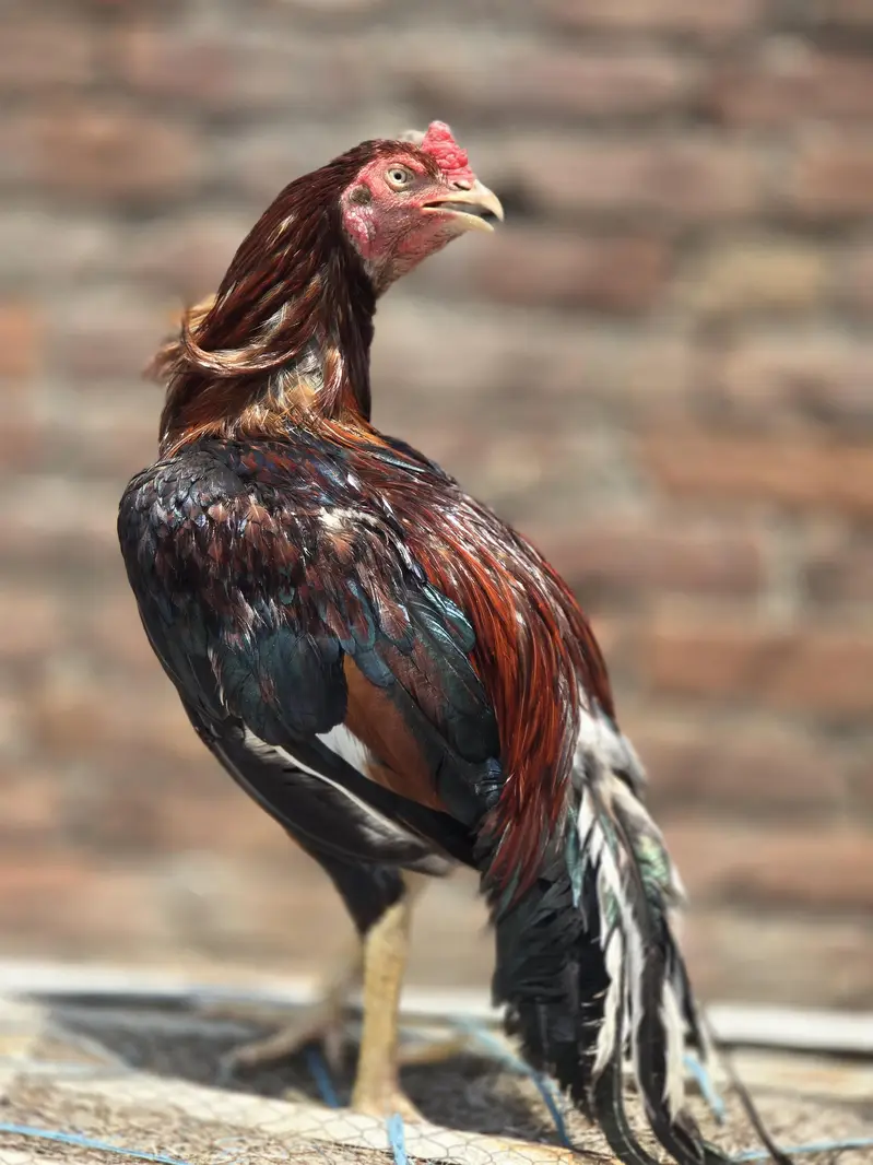 Aseel Breeder — photo 3