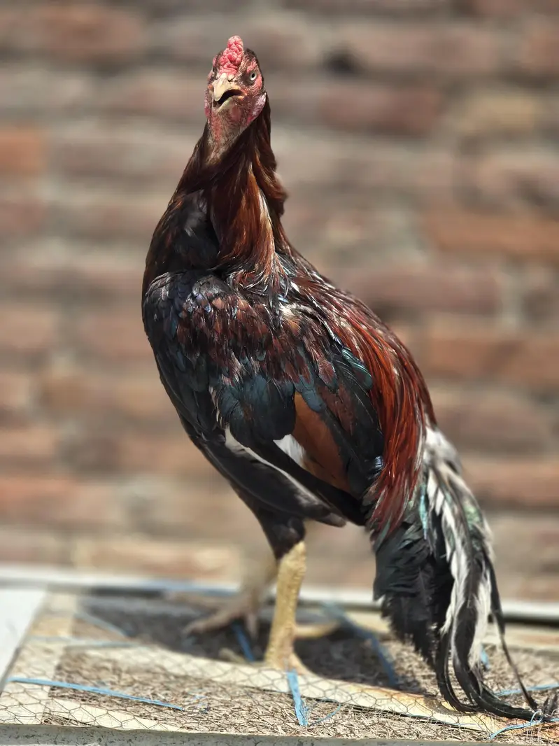 Aseel Breeder — photo 4
