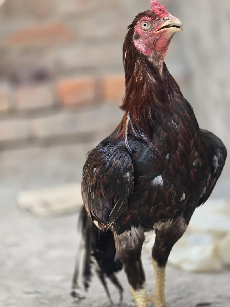 Aseel Breeder — photo 5