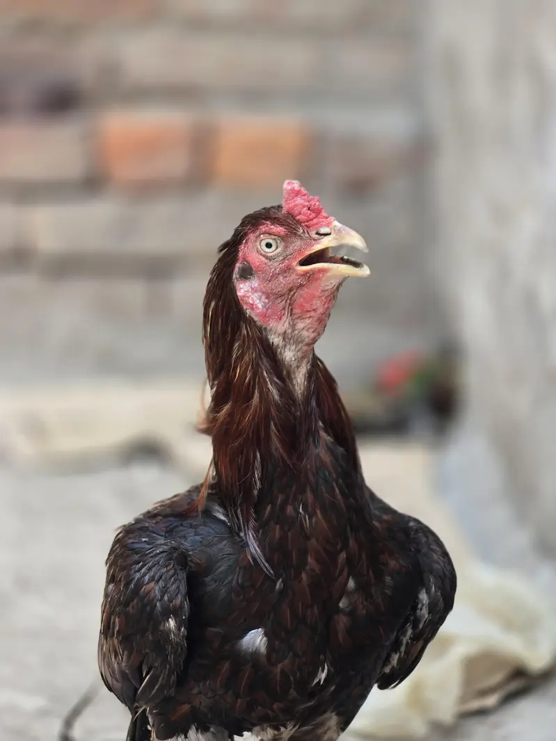 Aseel Breeder — photo 6