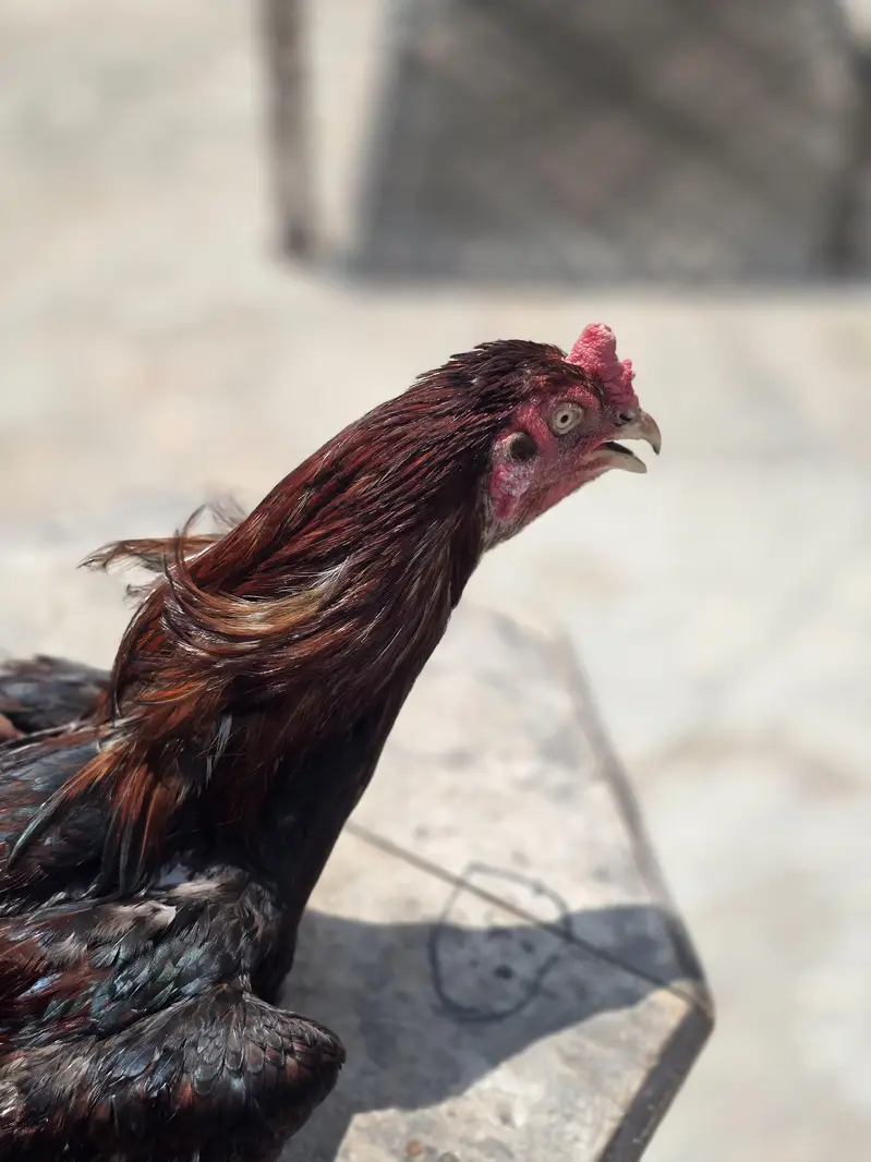 Aseel Breeder — photo 7