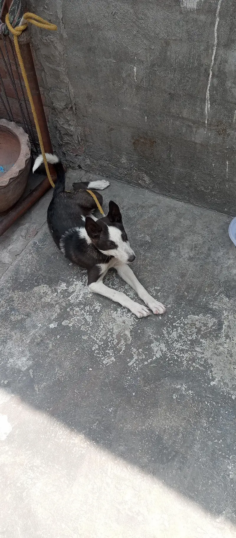 Siberian husky + labra cross 7 month + is ke age hai — photo 2