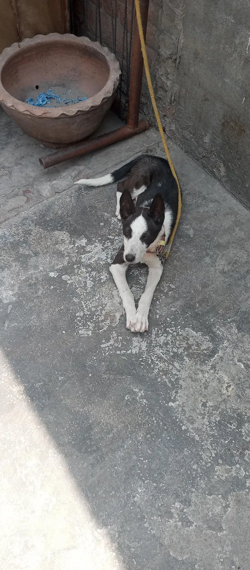 Siberian husky + labra cross 7 month + is ke age hai — photo 3