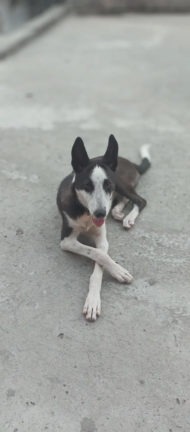 Siberian husky + labra cross 7 month + is ke age hai — photo 4