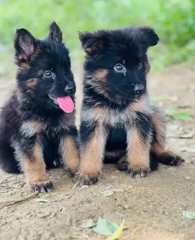German Shepherd Puppies | Male. Female |