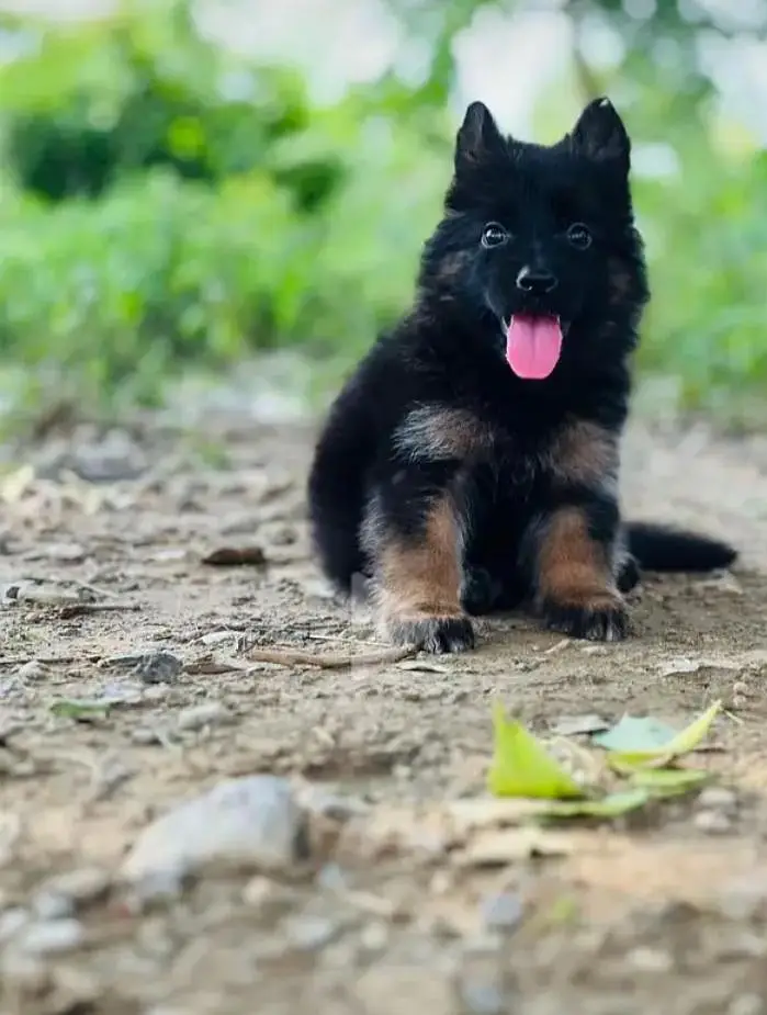 German Shepherd Puppies | Male. Female | — photo 2