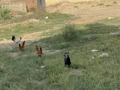 3 hens for sale egg give regular