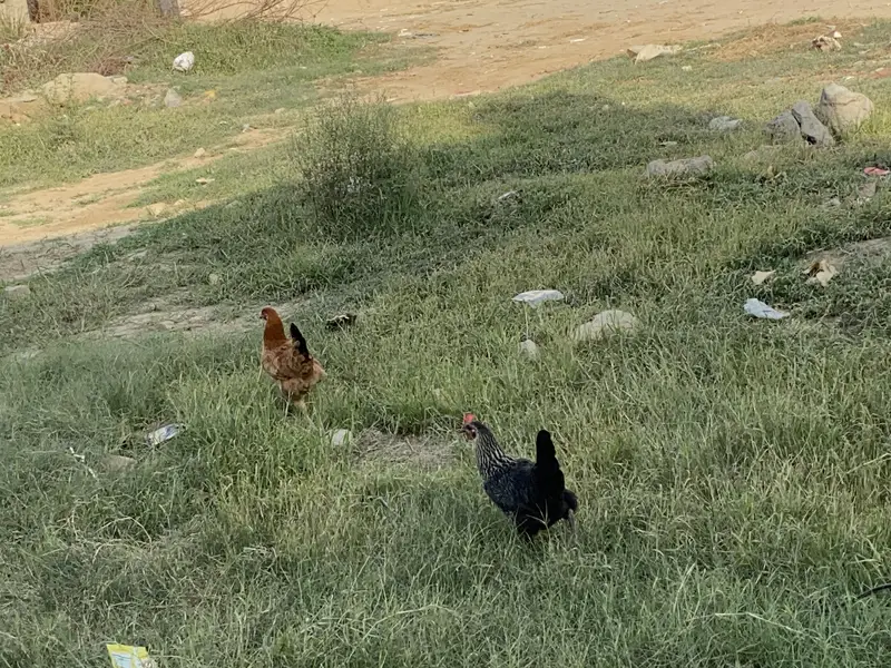 3 hens for sale egg give regular — photo 2