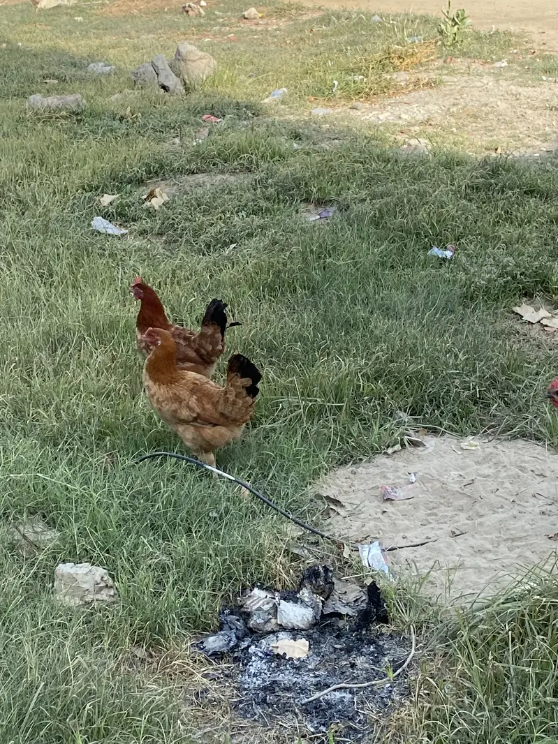 3 hens for sale egg give regular — photo 3