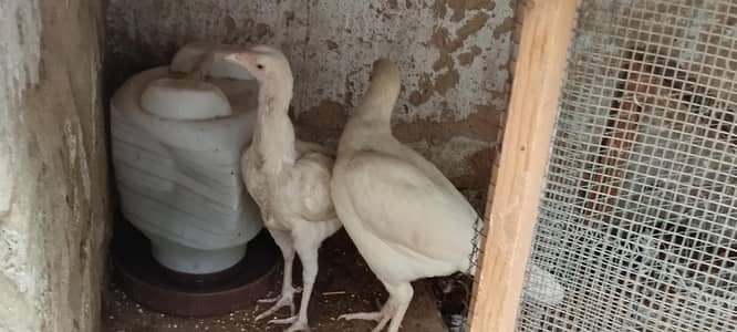 paper white aseel Heera chicks