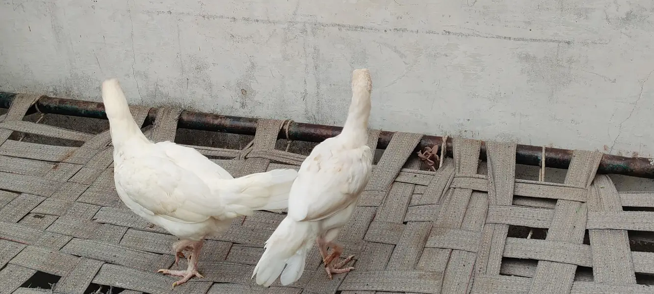 paper white aseel Heera chicks — photo 2