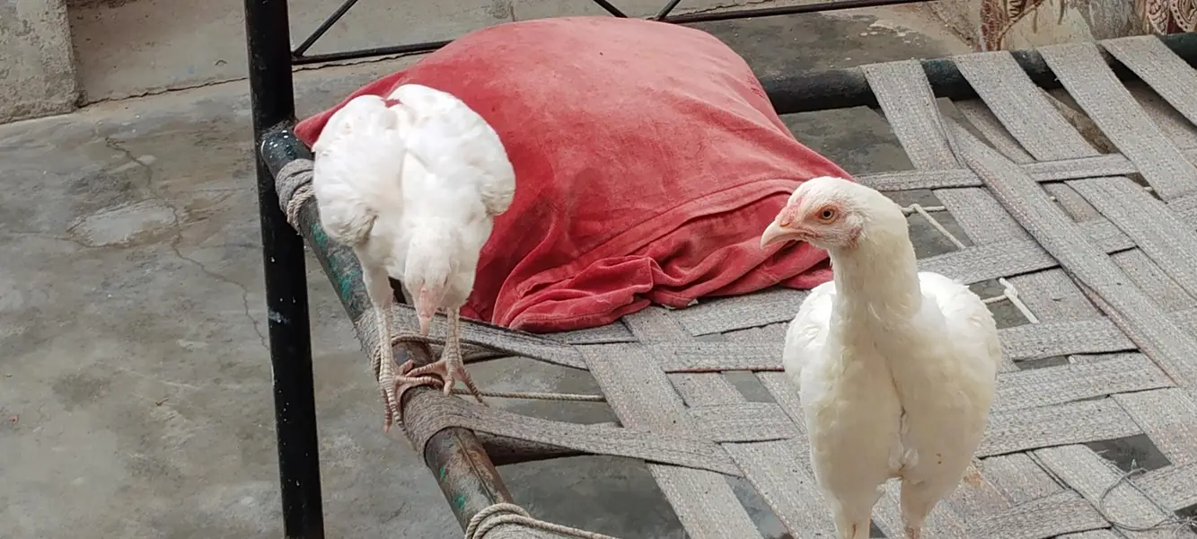 paper white aseel Heera chicks — photo 3