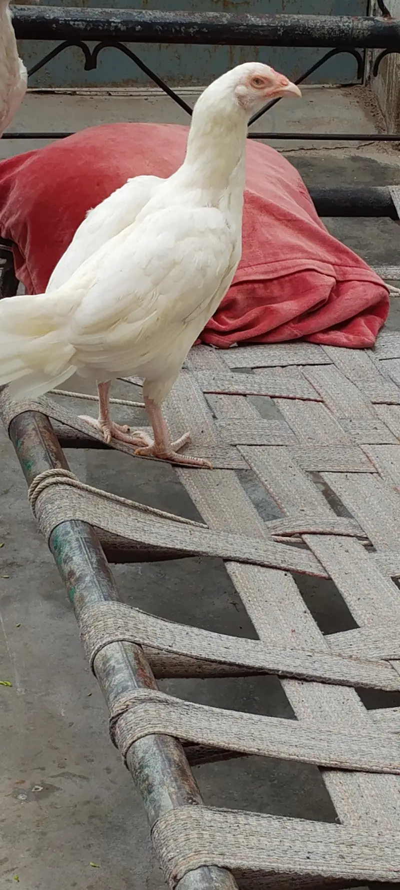 paper white aseel Heera chicks — photo 4