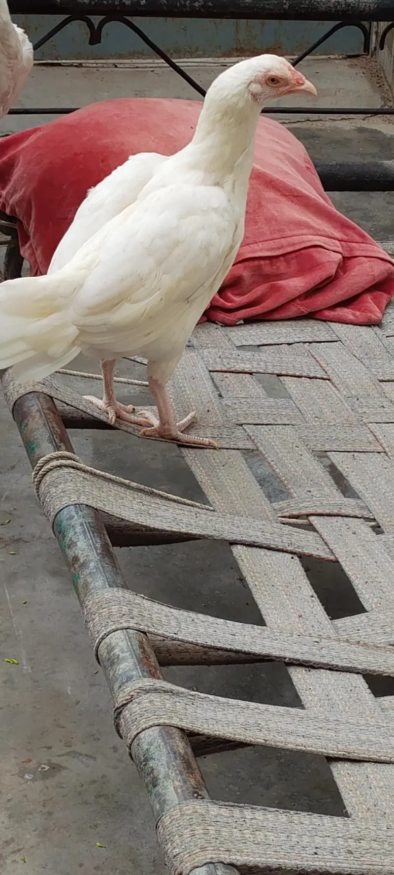 paper white aseel Heera chicks — photo 5